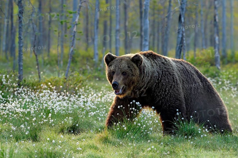 Brown bear walking in forest, morning light. Dangerous animal in nature taiga and meadow habitat. Wildlife scene from Finland near Russian border. Cotton grass bloom around the lake, summer