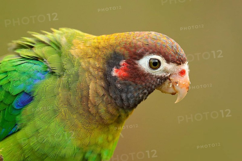Detail of parrot head. Brown-hooded Parrot, Pionopsitta haematotis, portrait of light green parrot with brown head. Detail close-up portrait of bird from Central America. Wildlife scene from tropical nature