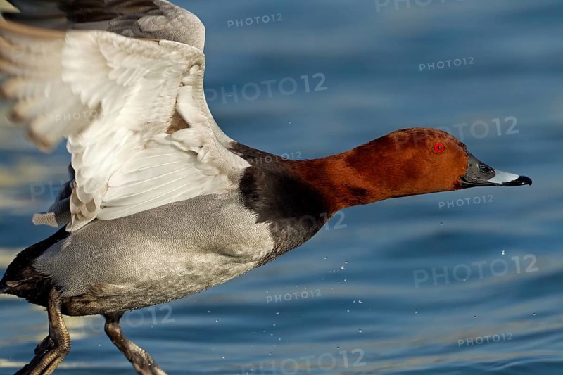 Common Pochard (Aythya ferina) male flying, Baden-Wuerttemberg, Germany