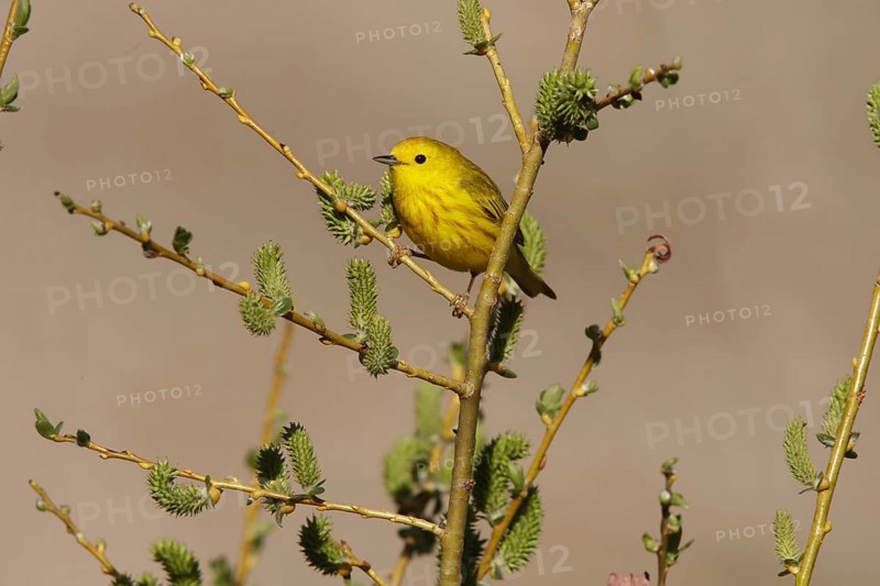 American Yellow Warbler (Setophaga aestiva) male, California, USA