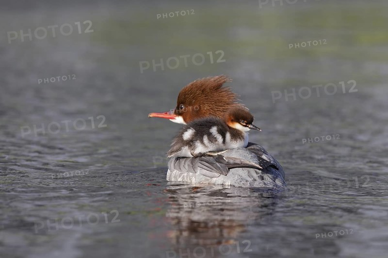 Common Merganser (Mergus merganser) female with chicks, Bavaria, Germany