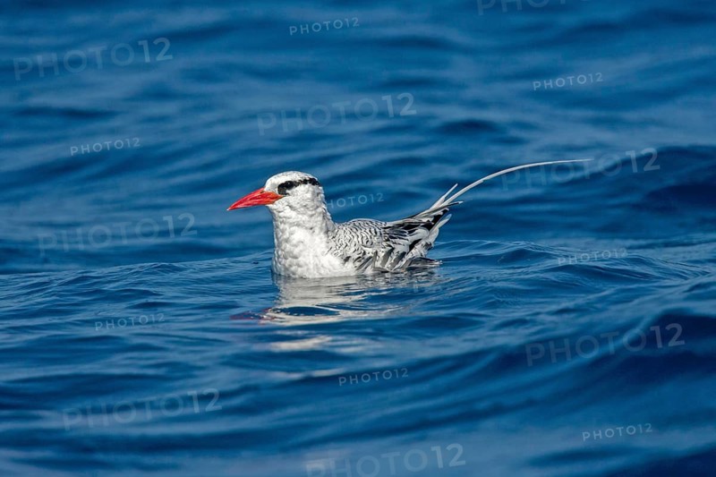 Red-billed Tropicbird Phaethon aethereus San Diego, California, United States 14 September Adult Phaethontidae