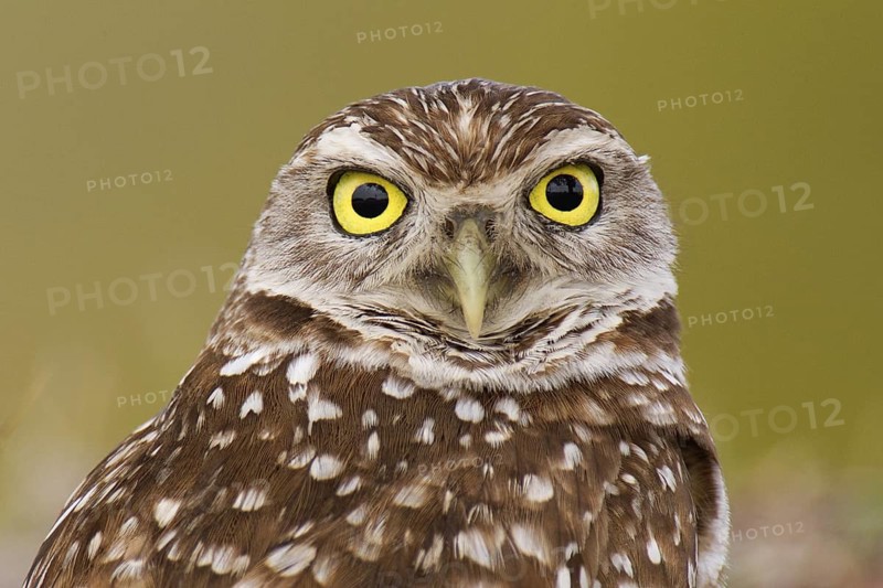 Burrowing Owl (Athene cunicularia), Florida, USA