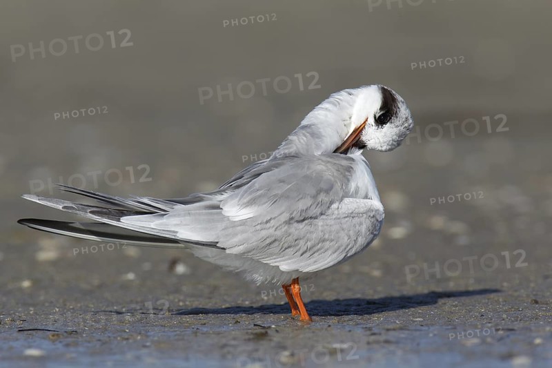 Forster's Tern (Sterna forsteri) preening, Florida, USA