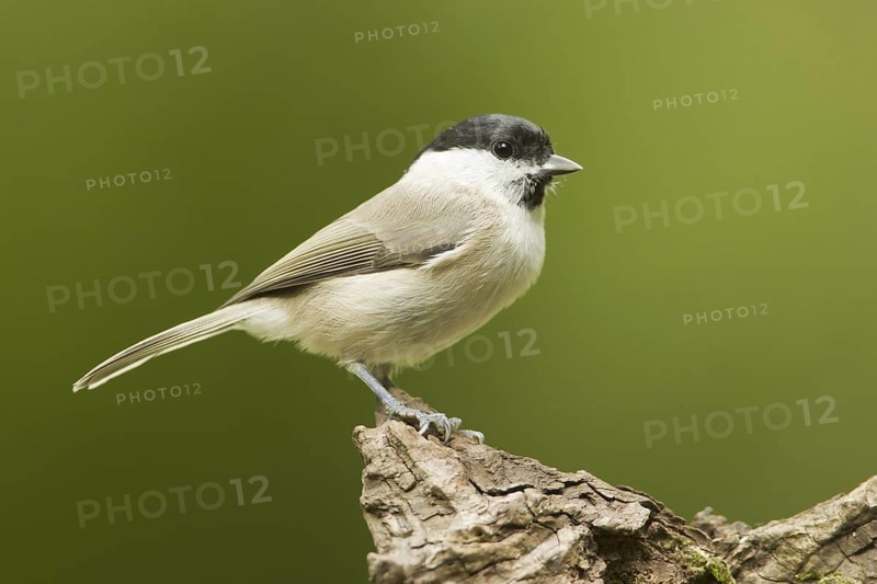 Marsh Tit (Poecile palustris), Rhineland-Palatinate, Germany