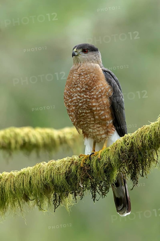 Coopers Hawk (Accipiter cooperii) perched on a branch in Victoria, BC, Canada