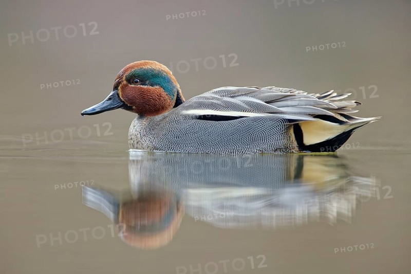 Krickente, Anas crecca Eurasian Teal, Anas crecca