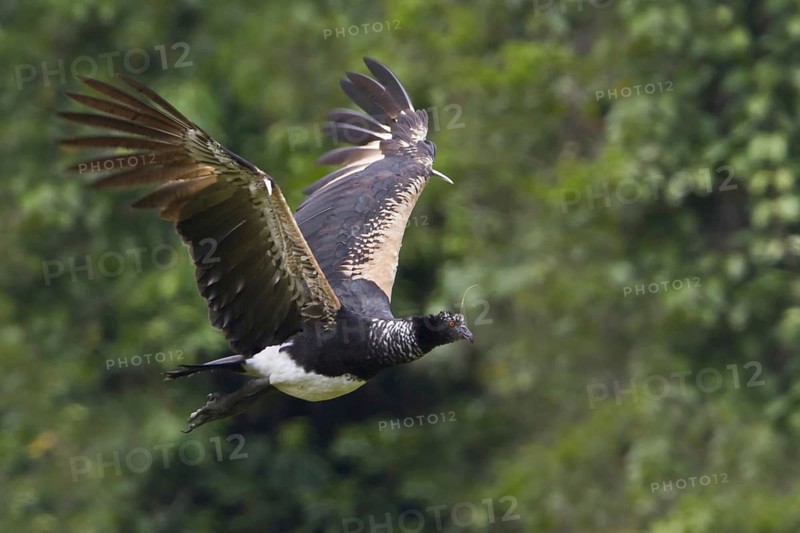 Horned Screamer (Anhima cornuta) flying, Manu National Park, Peru
