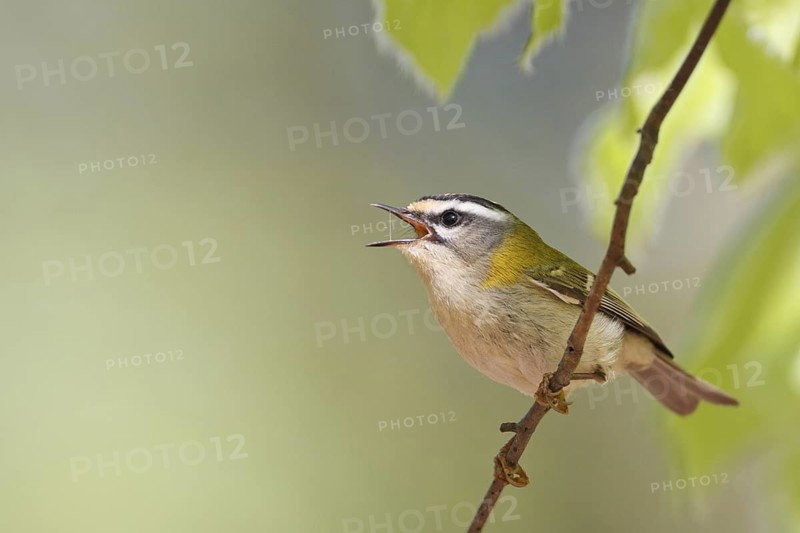 Common Firecrest (Regulus ignicapilla) singing, Baden-Wuerttemberg, Germany