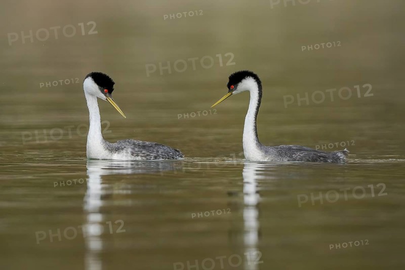 Western Grebe (Aechmophorus occidentalis) pair, California, USA