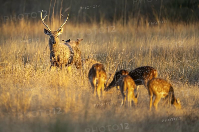 Axis deer (Axis axis), herd, in grassland, Bandhavgarh National Park, Bahannara, Manpur, Madhya Pradesh, India