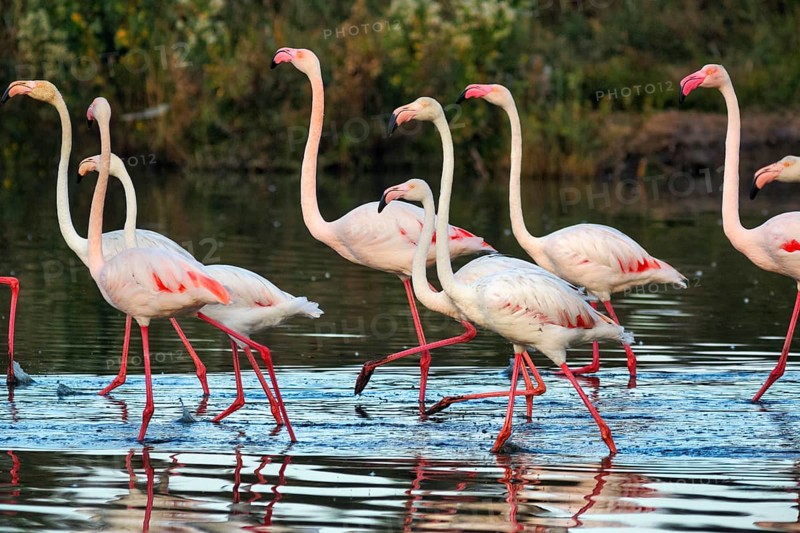 Pink flamingos (Phoenicopterus roseus), walking in the pond, Pont de Gau Bird Park, Saintes-Maries-de-la-Mer, Camargue Regional nature park Park, France