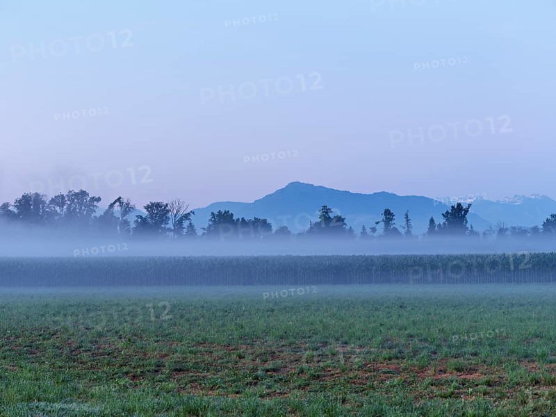 Fog over a cornfield, behind the Rigi, Schoren, Mühlau, Freiamt, Canton Aargau, Switzerland