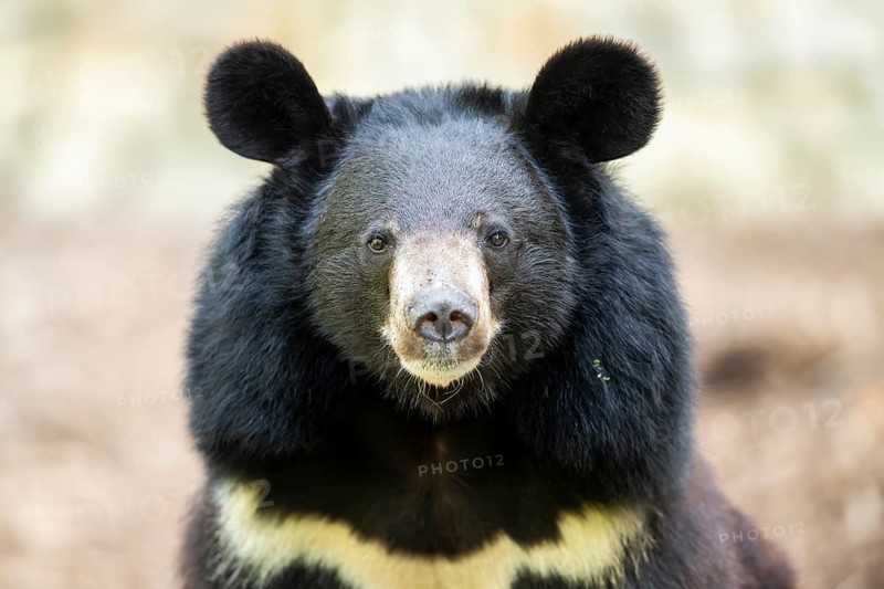 American black bear (Ursus americanus), portrait, captive, Zoo Augsburg, Bavaria, Germany