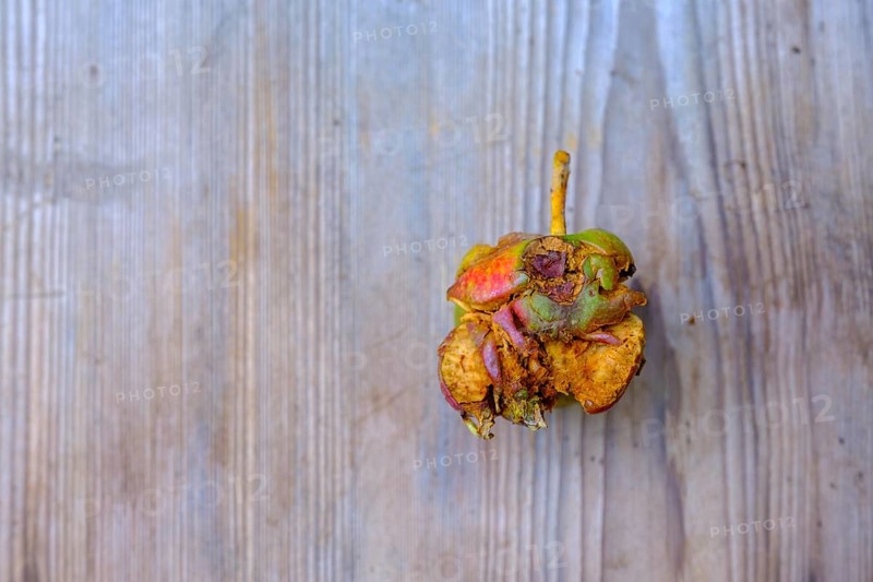 Caput apple, fallen fruit, Bavaria, Germany