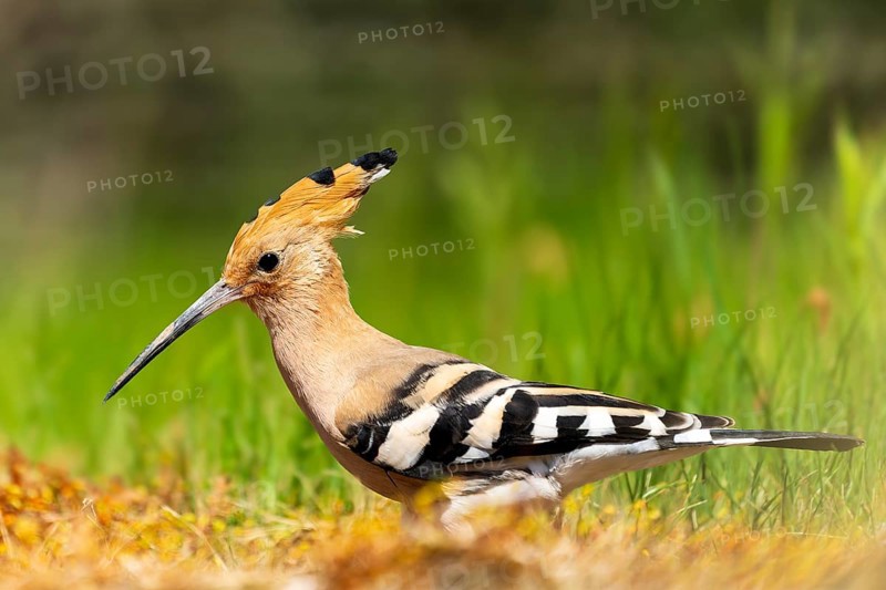 A Eurasian hoopoe stands in a meadow, surrounded by grasses, with striking feathers and a long beak, hoopoe (Upupa epops), France