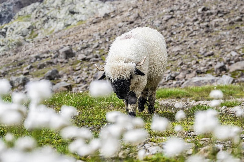 Two Valais Blacknose sheep (Ovis gmelini aries), in meadow with flowering white cotton grass, high alpine mountain valley, Obere Senner Egete, Stubai Alps, near Ridnaun, South Tyrol, Italy