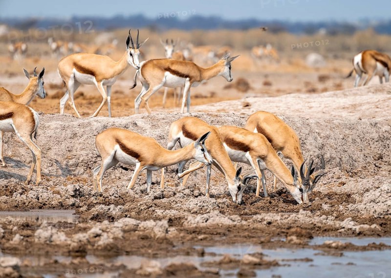 Herd of springboks (Antidorcas marsupialis) drinking at a waterhole, Nxai Pan National Park, Botswana