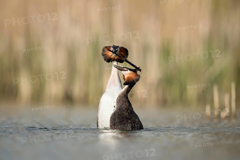 Penguin dance... Great Crested Grebe (Podiceps Scalloped ribbonfish) in courtship, characteristic courtship behaviour in which the pair of grebes usually stretch high out of the water after a dive and swim towards each other, often with a bridal gift in their beaks, waterfowl, native nature, Lower Rhine, Rhineland, North Rhine-Westphalia, Germany, Western Europe