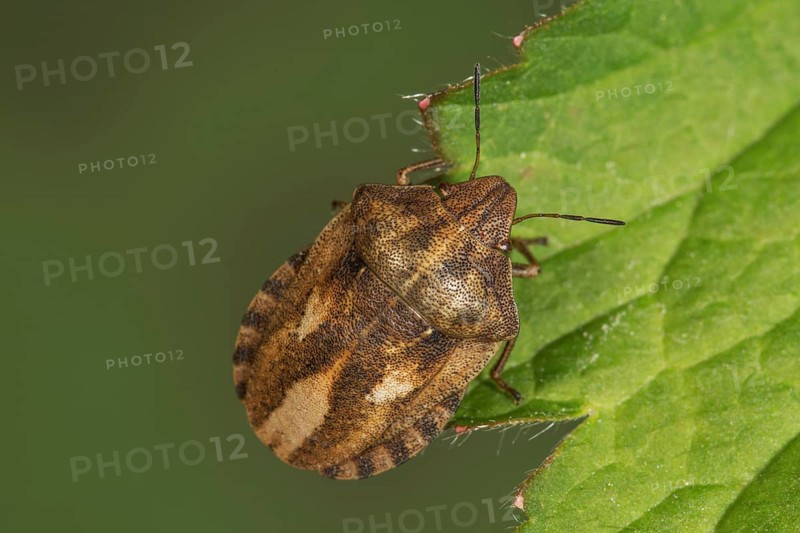 Tortoise bug (Eurygaster testudinaria) sitting on leaf edge in natural environment, Baden-Württemberg, Germany