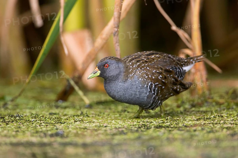 Australian Crake (Porzana fluminea) foraging, Victoria, Australia