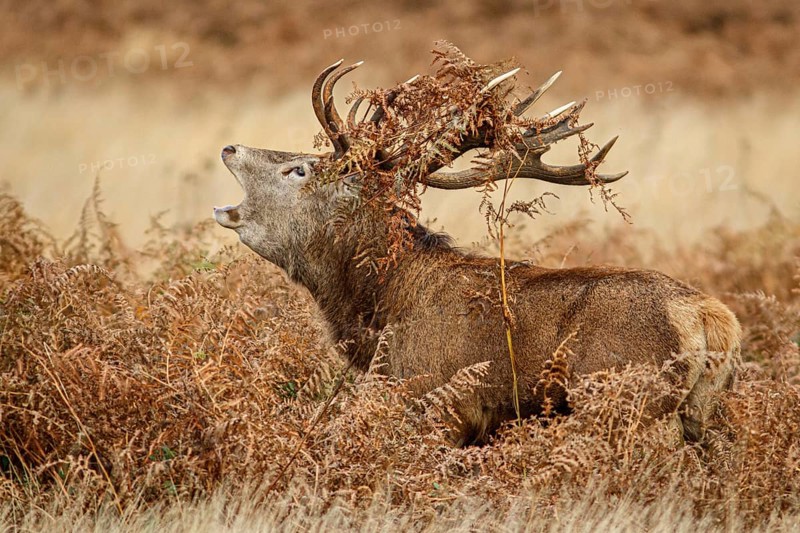 Red Deer (Cervus elaphus), stag bellowing during the rut, England, UK