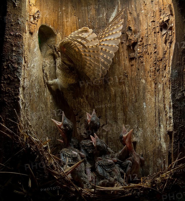Eurasian Wryneck (Jynx torquilla) feeding chicks in nesting box, Saxony, Germany