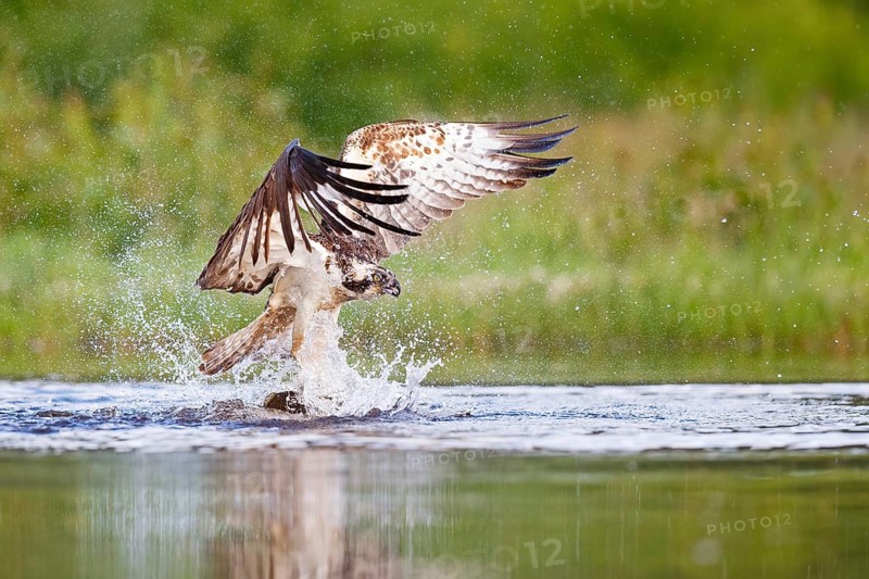 Osprey (Pandion haliaetus) fishing on lake, Cairngorms National Park, Scotland, United Kingdom
