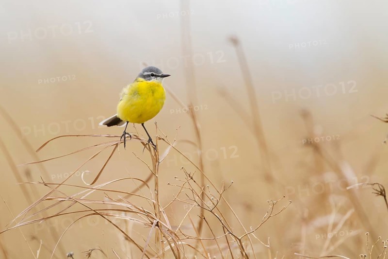 Sykes Wagtail - Schafstelze - Motacilla flava ssp. beema, Kazakhstan, adult male
