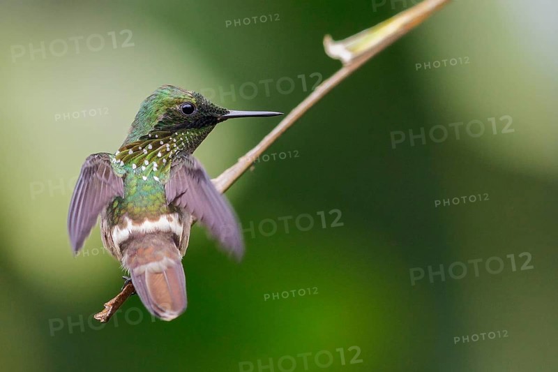 Festive Coquette (Lophornis chalybeus) perched on a branch in the Atlantic rainforest of southeast Brazil