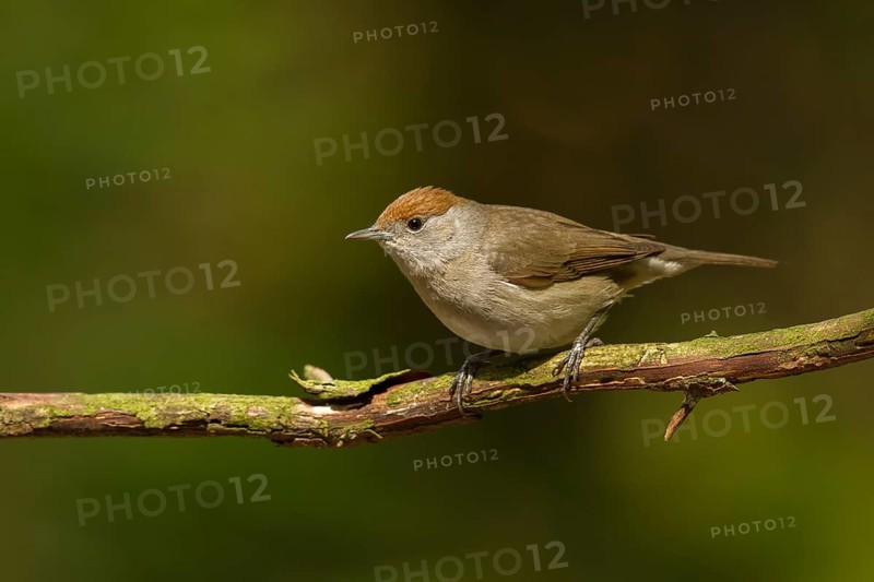 Eurasian Blackcap (Sylvia atricapilla) female, Utrecht, Netherlands