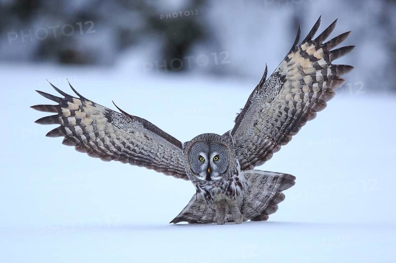 Great Grey Owl (Strix nebulosa) flying, Finland