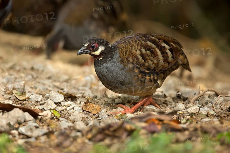 Malaysian Partridge (Arborophila campbelli), Pahang, Malaysia