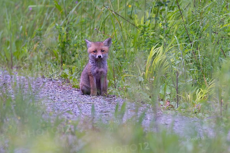 Red Fox (Vulpes vulpes) lonely puppy on forest road, Hesse, Germany