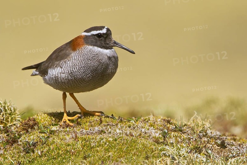 Diademed Plover (Phegornis mitchellii), Marcapomacocha, Peru