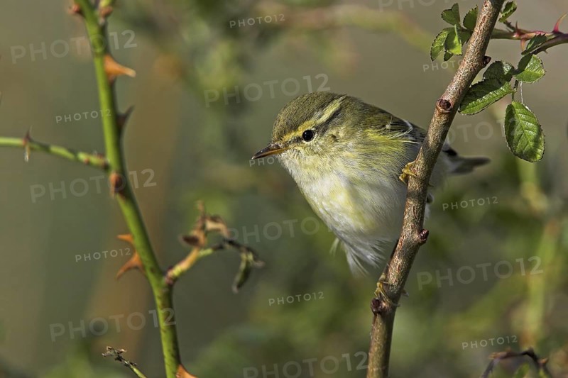 Yellow-browed Warbler (Phylloscopus inornatus), Schleswig-Holstein, Germany