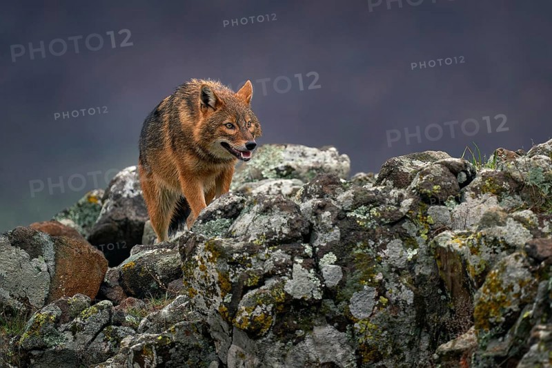 Golden jackal, Canis aureus, feeding scene on meadow, Eastern Rhodopes. Wild dog behaviour scene in nature. Mountain animal in the habitat. Bulgaria wildlife, Balkan in Europe