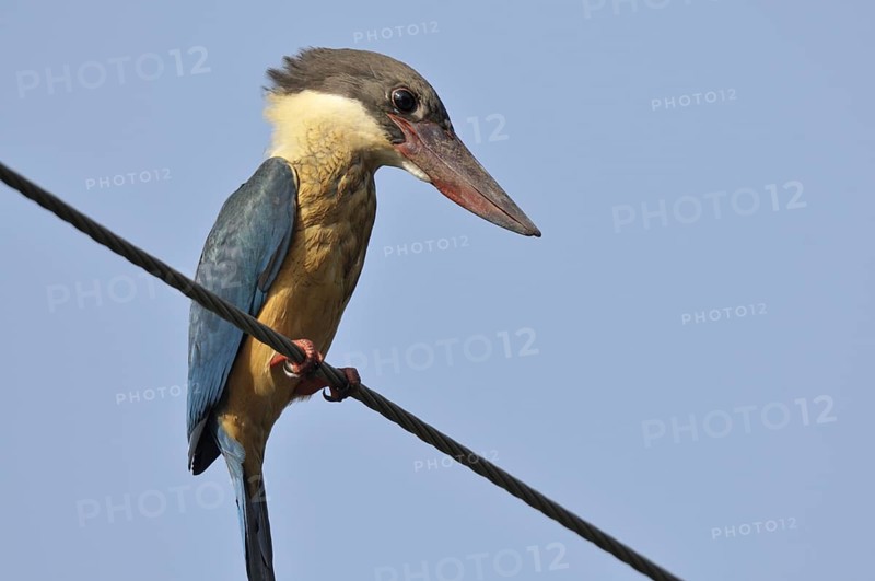 Stork-billed Kingfisher (Pelargopsis capensis), Goa, India