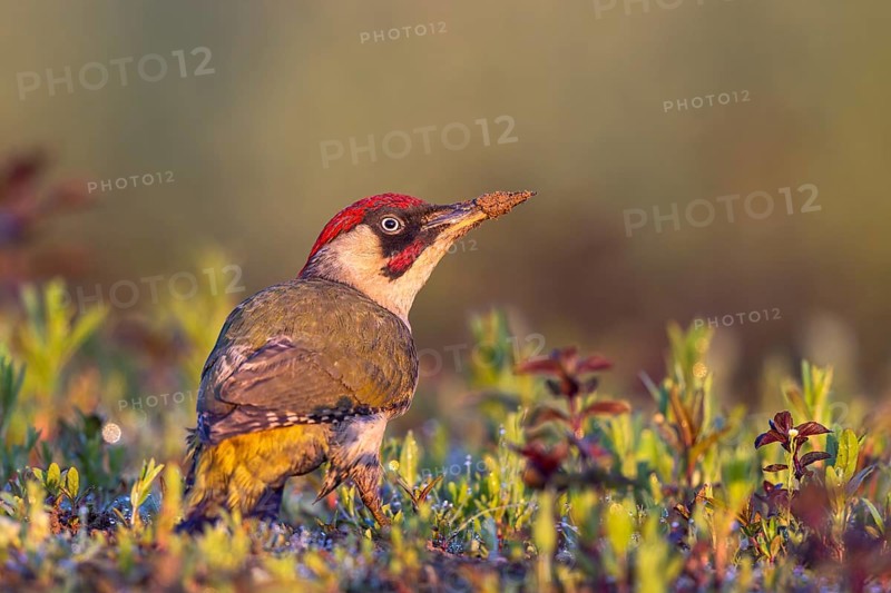 European Green Woodpecker (Picus viridis) male perched on the ground, North Rhine-Westphalia, Germany