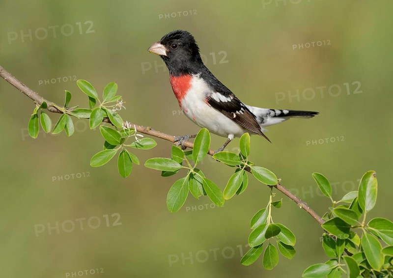 Rose-breasted Grosbeak (Pheucticus ludovicianus) male perched on a branch, Texas, USA