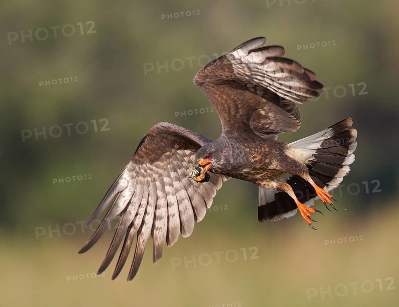 Snail Kite (Rostrhamus sociabilis) male flying with snail in its beak, Florida, USA
