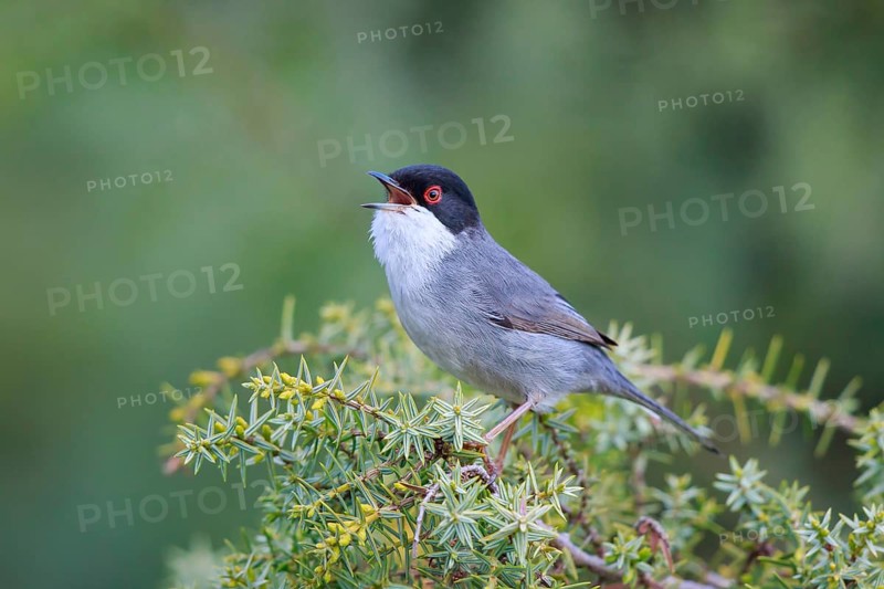 Sardinian Warbler (Sylvia melanocephala) male singing, Mallorca, Spain