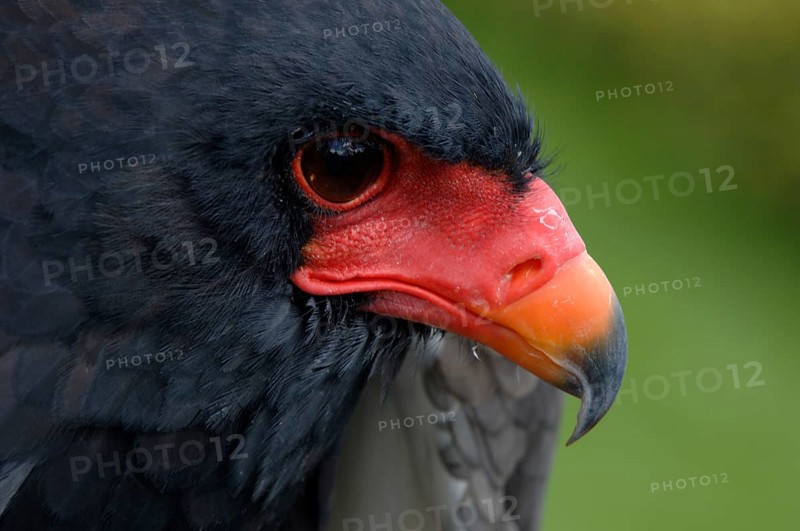 Bateleur (Terathopius ecaudatus)