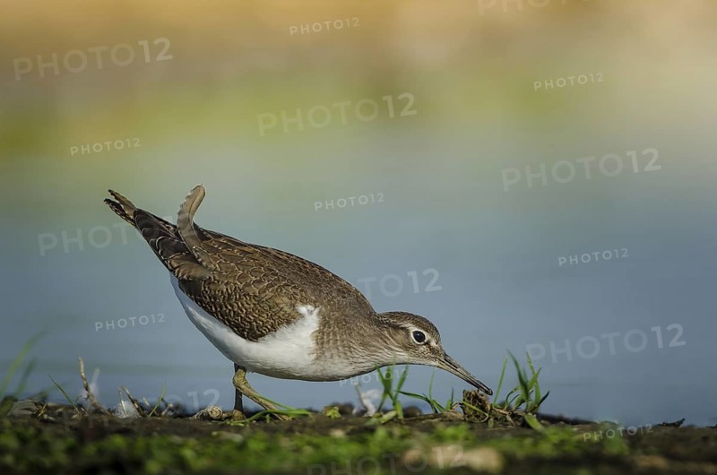 Common Sandpiper (Actitis hypoleucos), Schleswig-Holstein, Germany