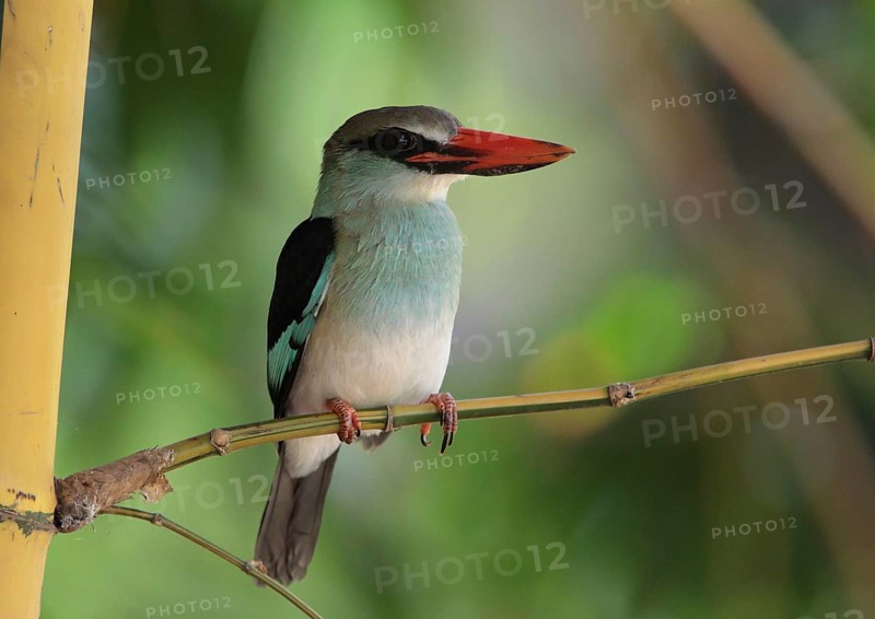 Blue-breasted Kingfisher (Halcyon malimbica), Gambia