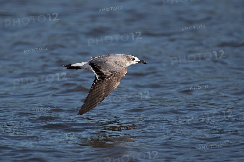 Laughing Gull (Leucophaeus atricilla megalopterus) flying, Santa Rosa, Guatemala