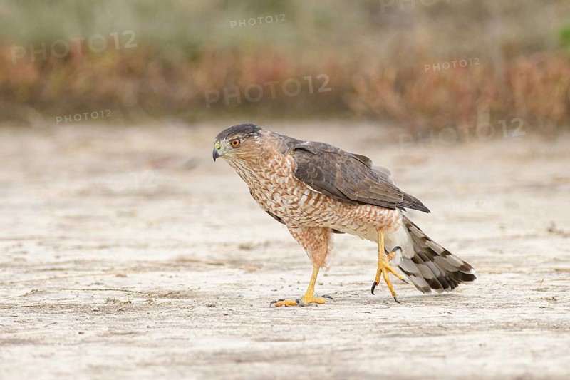 Cooper's Hawk (Accipiter cooperii) perched on the ground, Texas, USA