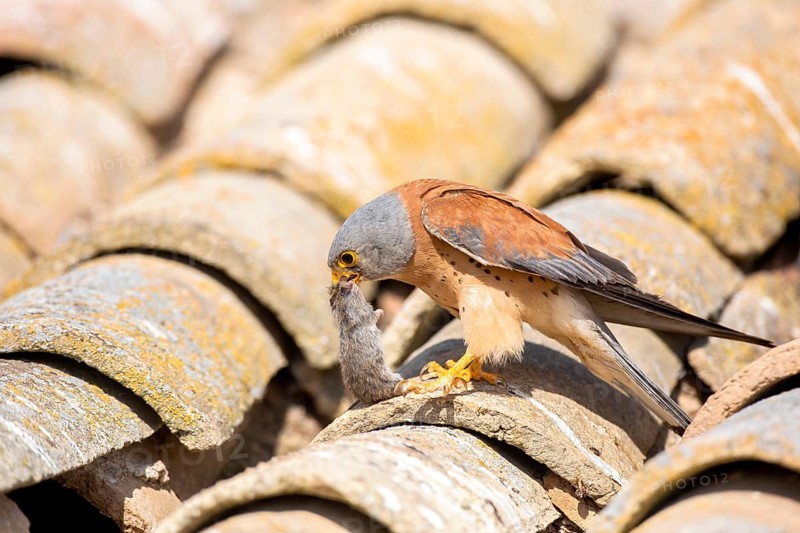 Lesser Kestrel (Falco naumanni) male on a roof with mouse prey in its beak, Castile-La Mancha, Spain