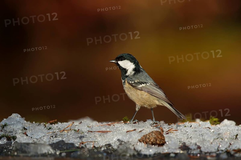 Coal Tit (Periparus ater), Utrecht, Netherlands
