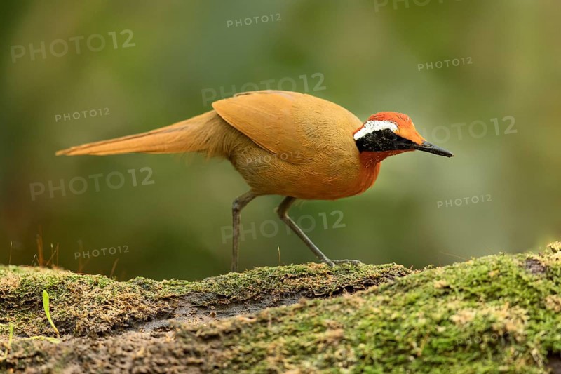 Rail-babbler (Eupetes macrocerus) perched on a mossy log, Johor, Malaysia